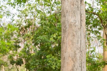 Teak Trees in Thailand precious hardwoods one of the last major areas of tropical forest in Asia
