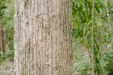 Teak tree in the forest with blurred background.