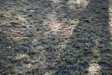 The ground and grass opened up under the melted snow. A sunny day last year's crushed grass, on which you can see the shadows from the trees and the fence. There is New Year's candy in the grass.