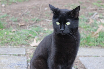 Fototapeta premium black cat portrait