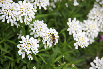 The bees pollinating a flower
