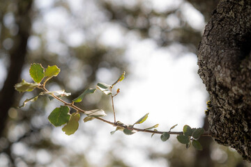 Hoja de encina floreciendo de una corteza.