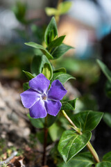 Flor morada.