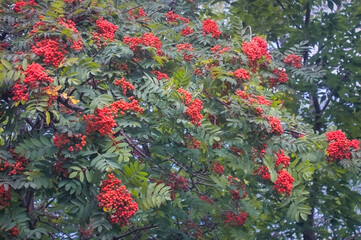 Rowan branch with a bunch of red ripe berries. Sorbus aucuparia tree closeup on sky background.