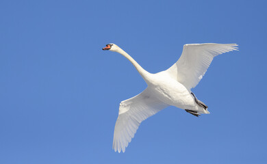 mute swan