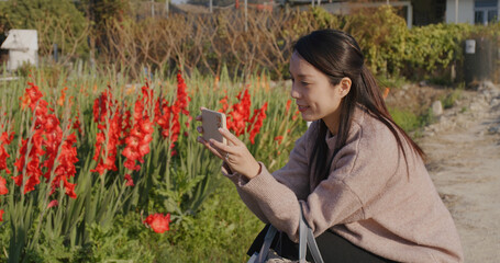 Woman take photo on cellphone in red gladiolus flower farm