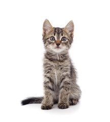 Fototapeta premium Little gray kitten .