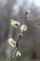 flor a punto de florecerán el valle de Guadarrama