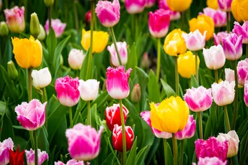 Fototapeten Beautiful bright colorful multicolored yellow, white, red, purple, pink blooming tulips on a large flowerbed in the city garden or flower farm field in springtime. Spring easter flower background. © sunday_morning