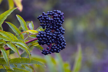 Black elderberries on the bush on a blurred background