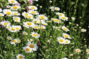 Summer background - meadow with camomiles. Many white flowers. Selective focus.