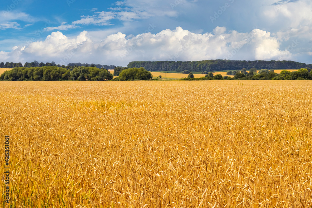 Wall mural rural view with wheat field, forest in the distance and blue sky with white curly clouds