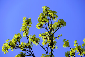 Fresh green leaves on a tree. Blue cloudless sky in the background. Springtime.