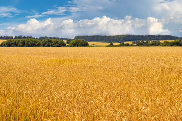 Rural view with wheat field, forest in the distance and blue sky with white curly clouds