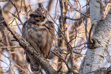 A female great horned owl is resting on a tree branch