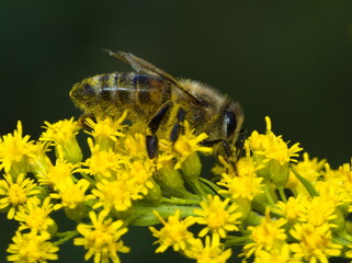 Close up on bee on yellow flower