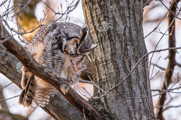 A male great horned owl is resting on a tree branch