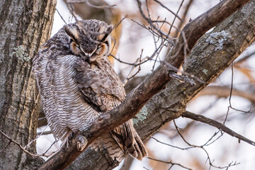 A male great horned owl is resting on a tree branch