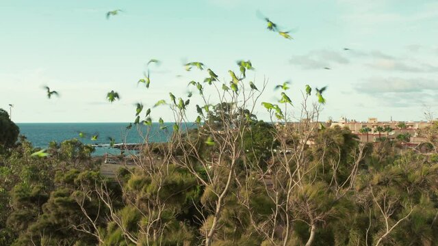 A Noisy Mass riots in a flock of wild parrots monk parakeet or Quaker parrot