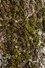 musgo en corteza de árbol