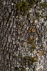 corteza de árbol de una encina 