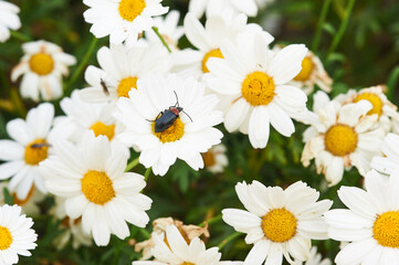 Landscape photography of a set of white and yellow flowers with a beetle lying on one of them.