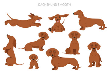 Dachshund short haired clipart. Different poses, coat colors set