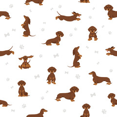 Dachshund short haired seamless. Different poses, coat colors set.