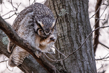 A male great horned owl is resting on a tree branch