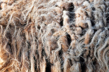 Matted brown sheepskin close up. Animal fur as a background motif