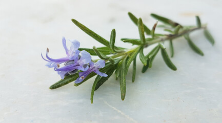 rosemary branch with flowers