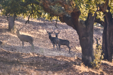 Naklejka na ściany i meble Deer in the field at sunset