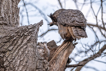 A female great horned owl is taking care of her owlets