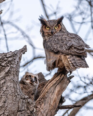 A female great horned owl is taking care of her owlets	