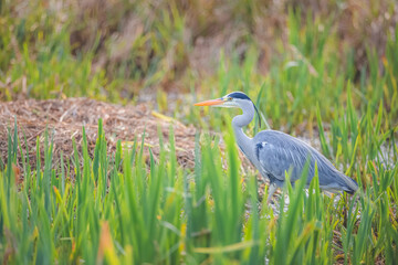 Wildlife portrait of a Grey Heron (Ardea cinerea) in tall grass at Inverleith Park in Edinburgh, Scotland.
