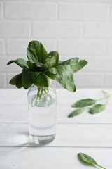 Fresh green spinach leaves in glass bottle on white background. Concept of freshness and healthy ingredients