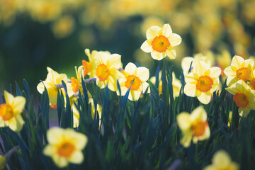 Backlit vibrant colourful Narcissus Tazetta daffodil flowers in Spring. - obrazy, fototapety, plakaty