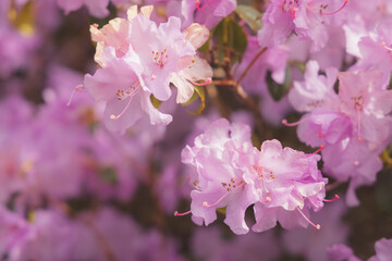 Selective focus close-up of vibrant colourful delicate pink Rhododendron praecox grex flowers in Spring.