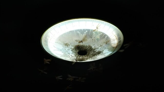 Close-up shot of light bulb in the lamp at night that moths or termites flying around the light bulb. 