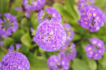 Selective focus close-up detail from above of a delicate purple Primula denticulata flower in Spring.