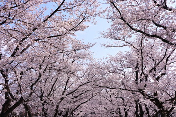 Obraz na płótnie Canvas 高田公園の桜並木