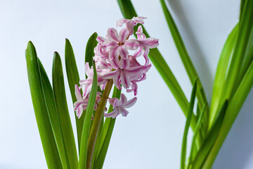 Fragrant flower of white-pink hyacinth on a background of foliage. Selective focus.