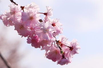 満開のエドヒガンザクラの接写