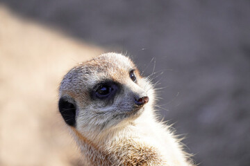 Portrait eines Erdmännchens in Nahaufnahme. Tier hält Wache. Suricatta.