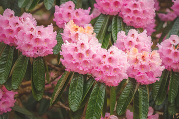 Close-up of a vibrant colourful, flowering pink rhododendron montroseanum tree in Spring.