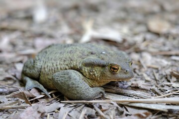 bufo Garsault, Italian common toad