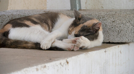 wilde straßenkatze, getiegerte katze, herrenloses haustier, hungrig und obdachlos, ausgesetzt und verwildert, tierschutz, tierheim