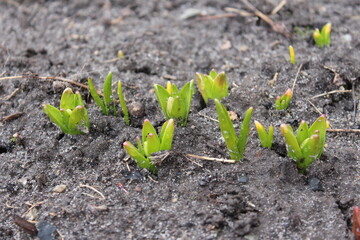 The first leaves of flowers that bloom in spring. Green crocus buds.