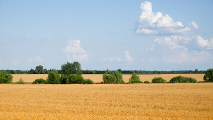 Several trees amidst a vast field of ripe wheat in summer. Agricultural land before harvesting grain. Picturesque rural landscape. Fluffy white clouds against the blue sky.