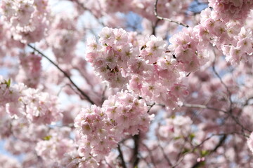 Pink blossoms of the Japanese flowering cherry (Prunus serrulata) in spring in Hamburg, Germany